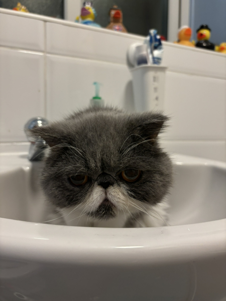 Magnificent Moustaches
