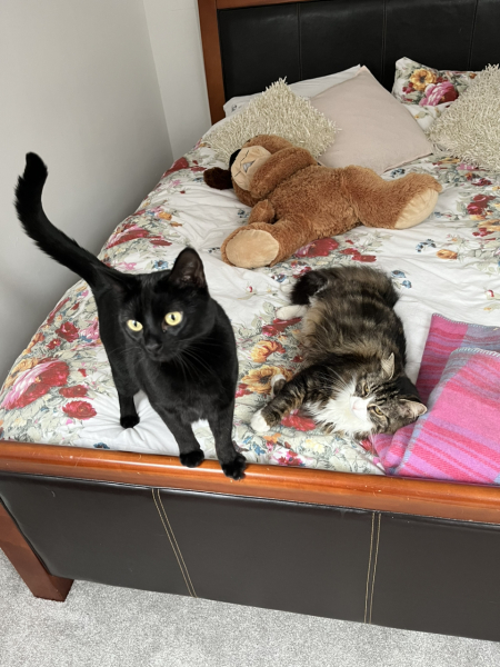 Happy International Cat Day
