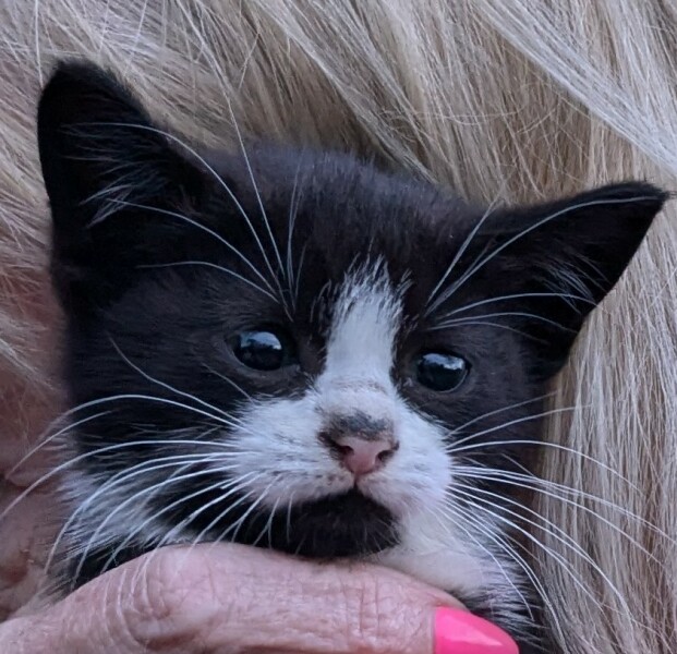 Thread 4 Starmer: Fighting back with brooms and community.