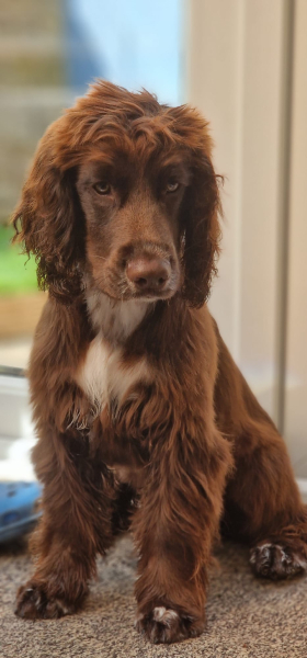 Puppy Survival Thread for New & Old Pups - Soon be Autumn 2024