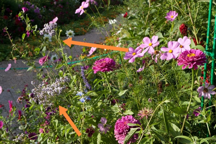Help pls: lavender colour flower that blooms into September?