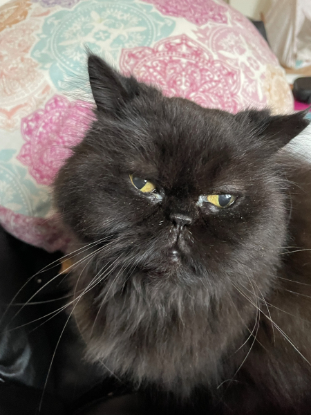 Magnificent Moustaches