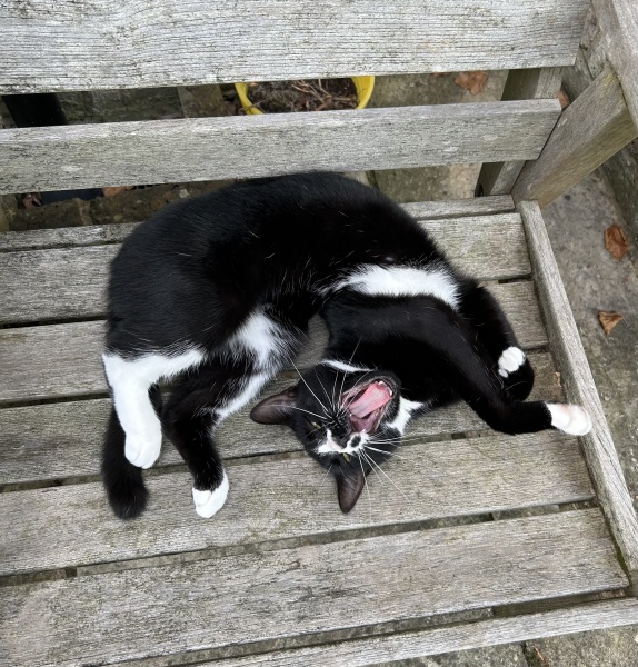 Thread 4 Starmer: Fighting back with brooms and community.