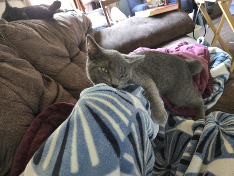 Oh help me, I looked at the "cats needing homes" page!
