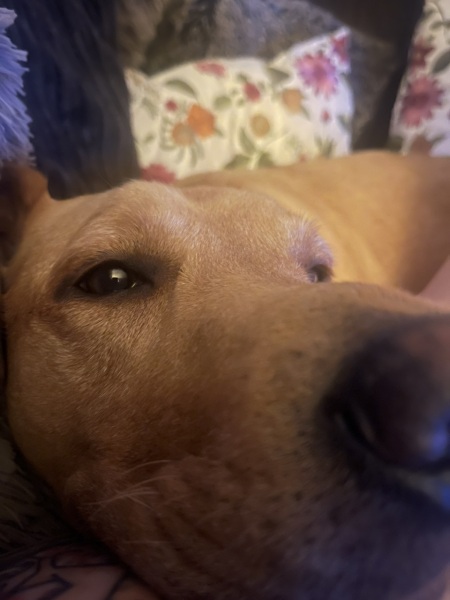 Temp has dropped : Snuggles are back on!!