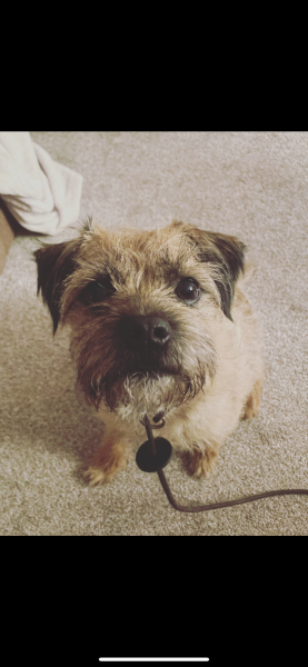 Can I take legal action? Dog related trigger warning