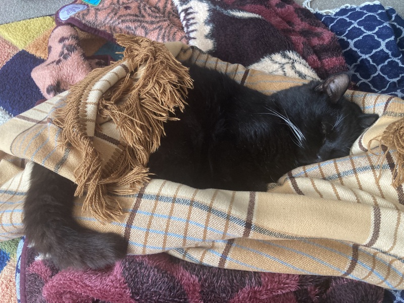 Passports, buckets and spades - the Excellent Cats go on their holidays