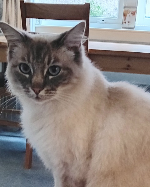 Passports, buckets and spades - the Excellent Cats go on their holidays