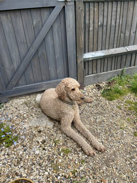 Talk to me about Poodles.....