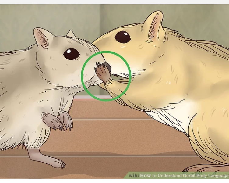 Aston, scraped vipers, gerbils and much more