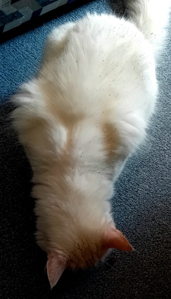 Passports, buckets and spades - the Excellent Cats go on their holidays