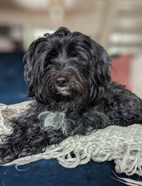 September’s Dog of the Month: Share Your Photos & Win £100! 🐾