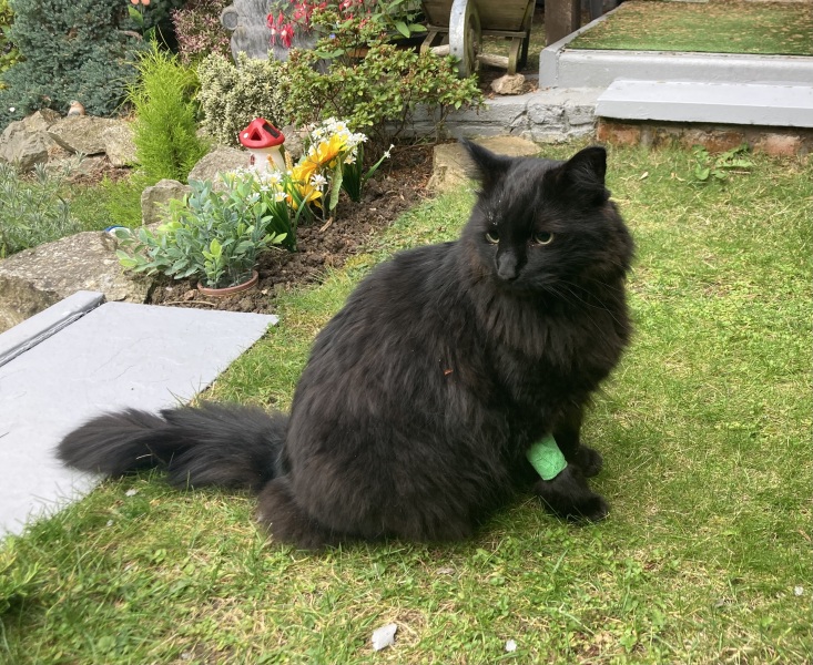 Passports, buckets and spades - the Excellent Cats go on their holidays