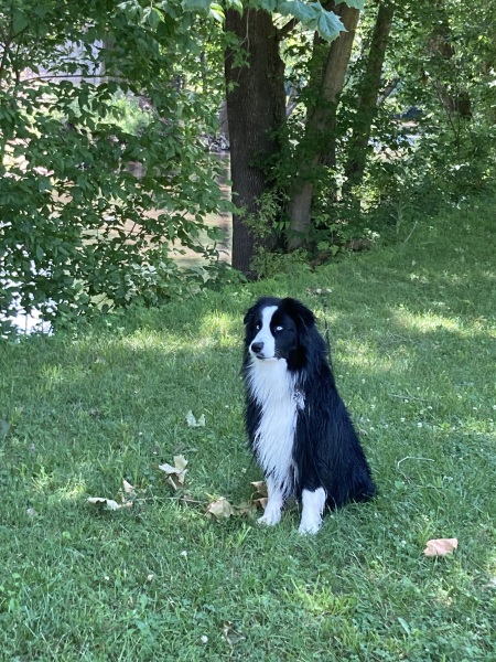 The Best Dog in the World