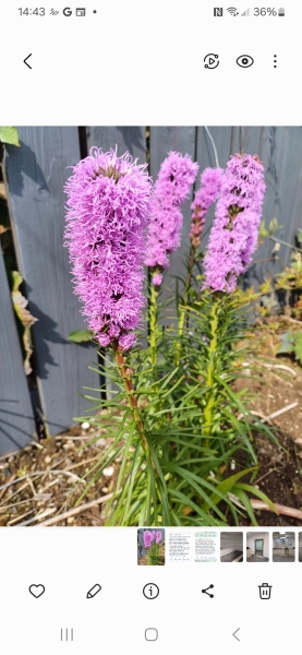 What's flowering in your garden at the moment?