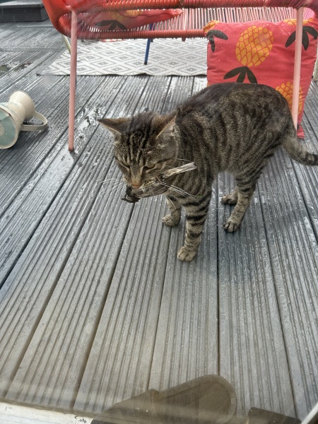 Thread 3 Starmer:  Digging has started, bigger shovel required