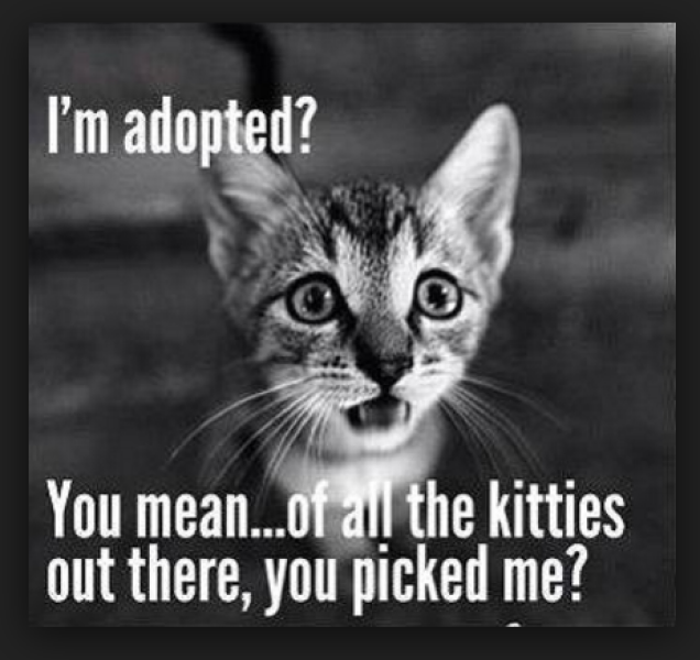 Why did you not adopt your pet?