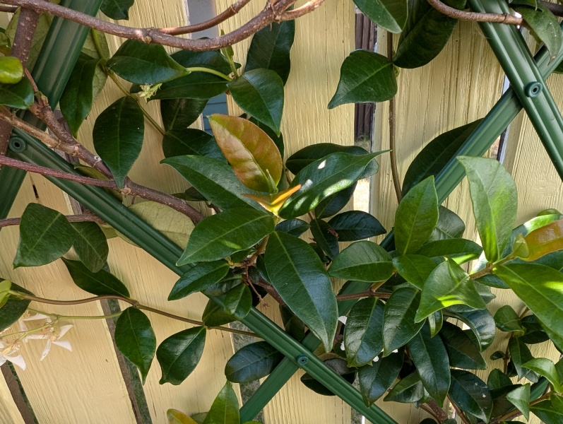 Help. Star jasmine baby leaves turning yellow..