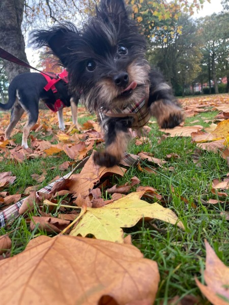 September’s Dog of the Month: Share Your Photos & Win £100! 🐾