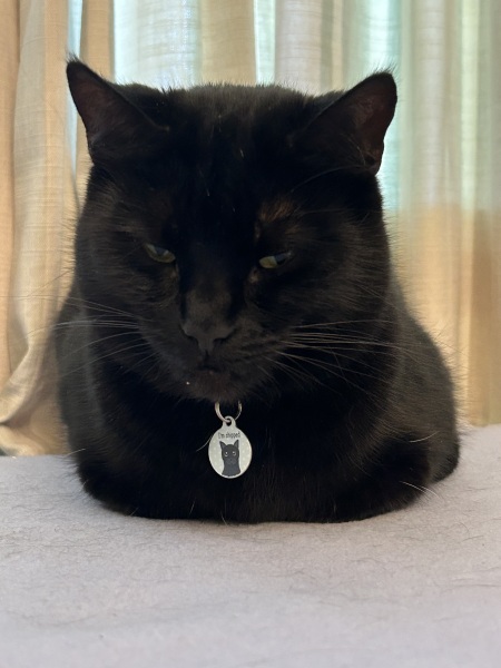 Passports, buckets and spades - the Excellent Cats go on their holidays