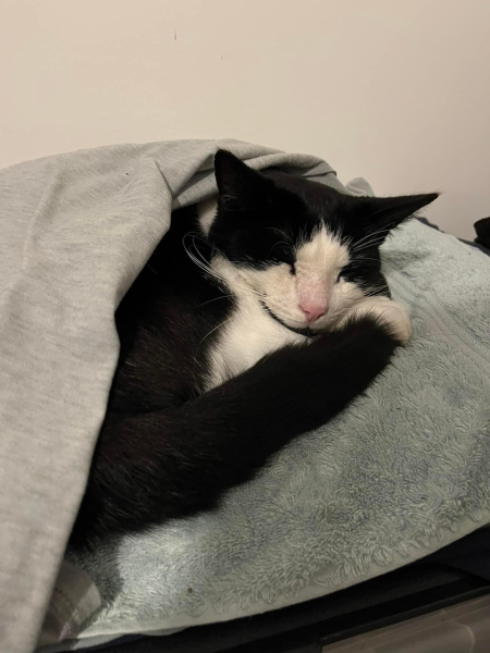 People are too accepting of cat theft