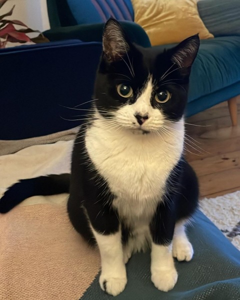 House move cattery anxiety!