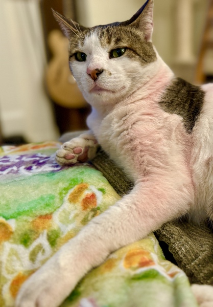 Can someone please figure out the mystery of the Pink Tabby?