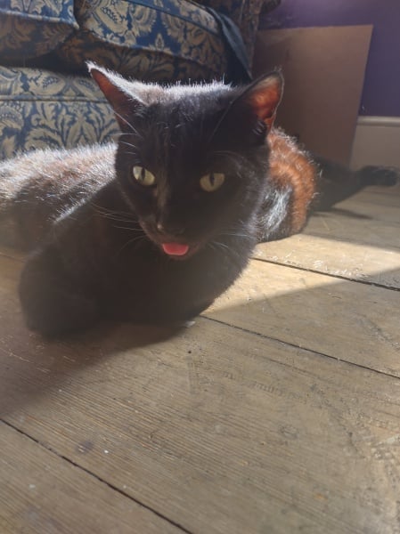 Passports, buckets and spades - the Excellent Cats go on their holidays