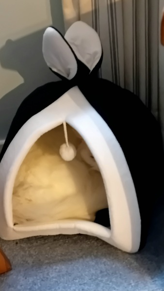 Passports, buckets and spades - the Excellent Cats go on their holidays