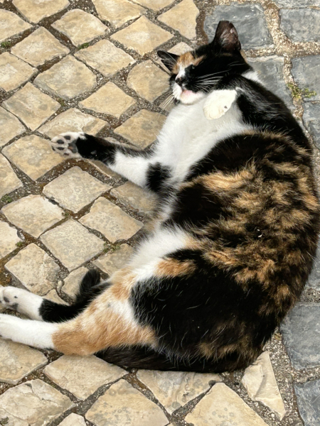 Thread 5 Starmer: keeping on keeping on