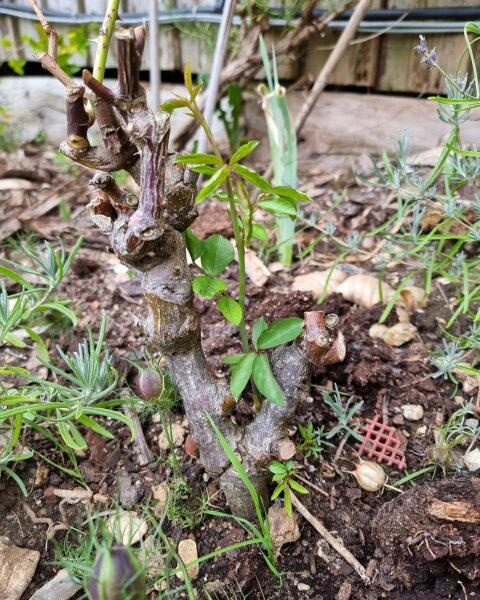 Help! Special rose bush died while on holiday