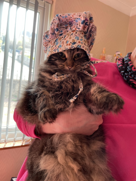 Passports, buckets and spades - the Excellent Cats go on their holidays