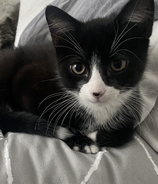 Kitten urinating everywhere