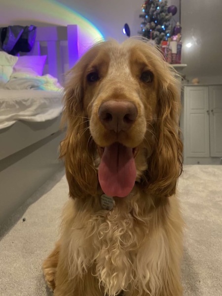 September’s Dog of the Month: Share Your Photos & Win £100! 🐾