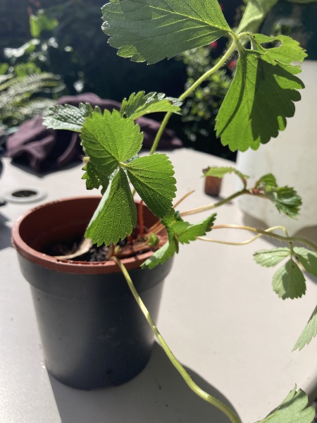Plant ID help