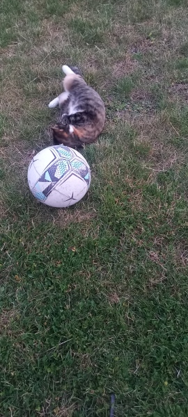 Thread 6 Starmer: We're going to need a bigger skip!