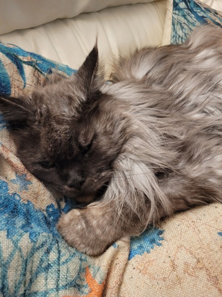 Thread 4 Starmer: Fighting back with brooms and community.