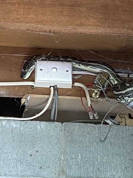 Neighbours freaking out about my under house python- Mr Hissy