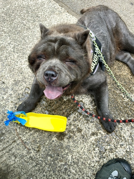 Thread 4 Starmer: Fighting back with brooms and community.