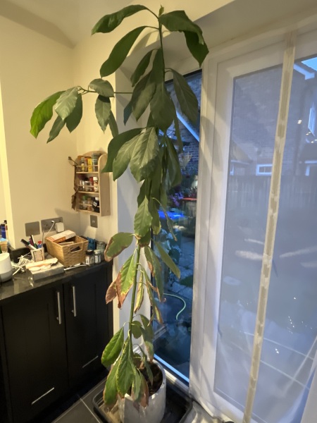 Growing an avocado plant