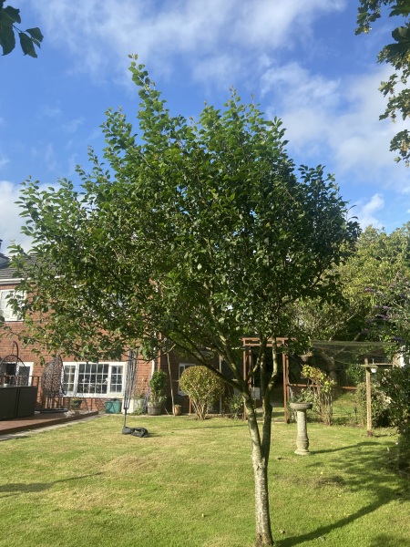 Damson trees struggling -advice please
