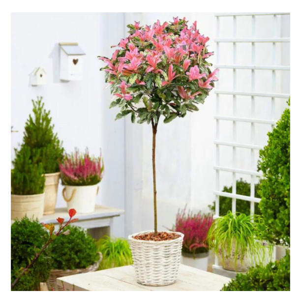 Children on my front wall