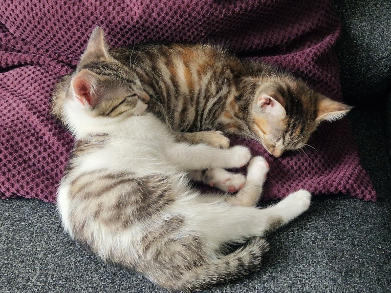 Kittens fighting