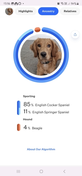 Working Cocker Spaniel?