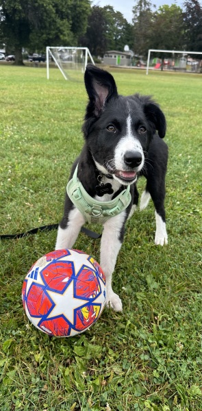 Puppy Survival Thread for New & Old Pups - Soon be Autumn 2024