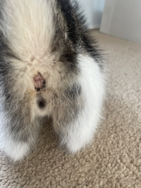 Male or female kitten