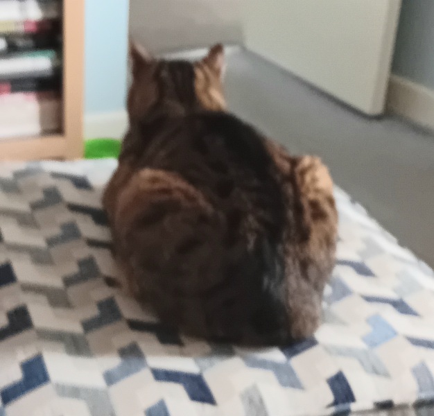 Passports, buckets and spades - the Excellent Cats go on their holidays