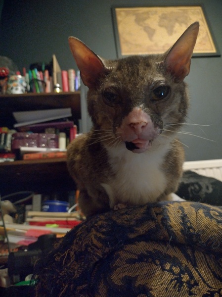 Passports, buckets and spades - the Excellent Cats go on their holidays