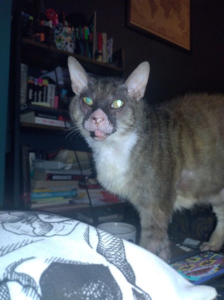 Passports, buckets and spades - the Excellent Cats go on their holidays