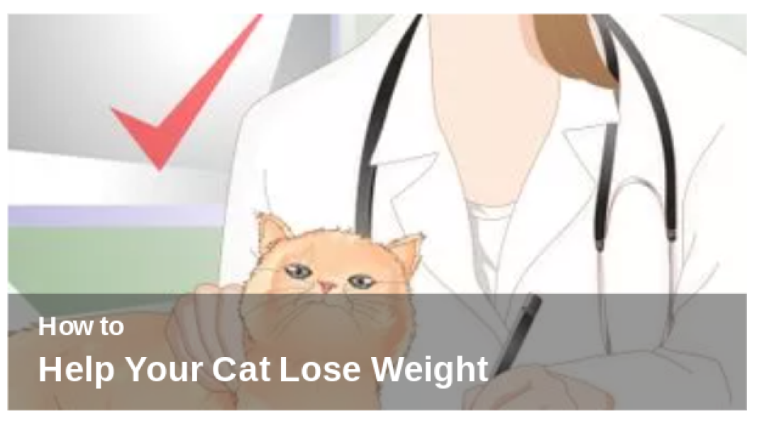 Aston, scraped vipers, gerbils and much more